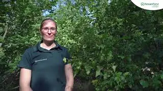 Warum pflegen F&ouml;rster eigentlich den Wald?
