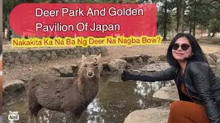 Narra Deer Park and Kyoto Golden Pavilion in Japan[Japan travel vlog| Lagreta Lakwatsera