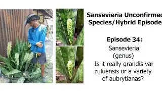 Это действительно grandis var zuluensis, разновидность aubrytiana или родственная aubrytiana #san...