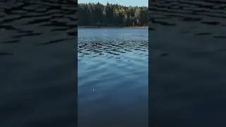 Клюет микро-окунь #рыбалка #поплавок #asmr #fishingasmr #клев #окунь #асмр