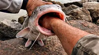 IMPRESIONANTE COMO TRAGAN ESTOS PECES SE METEN EL ANZUELO HASTA EL EST&Oacute;MAGO