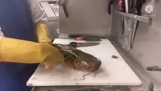 C&oacute;mo sacarle la piel a un pescado Gato