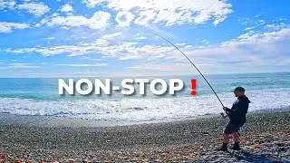 Surfcasting a Remote New Zealand Coastline | Non-Stop Bites in Perfect Conditions