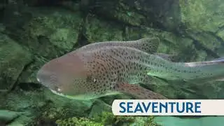 SeaVenture at Discovery Cove | SeaWorld Orlando