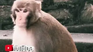 Looking as innocent animals as like monkeys / visit nepal