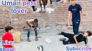 Main nay  kiya doston ka sath bohot bora prank(umair)#village #funny #desi #pigeon #pet #bird #cute 