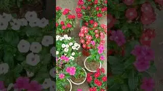 Gorgeous vinca plant varieties #shorts