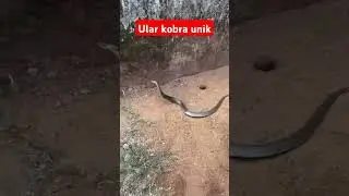 Sarang ular kobra #info #reaction #cobra #infomotor #trendingshorts #automobile #infotomotif