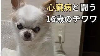 16歳の老犬介護。心臓病を抱えた老犬チワワが穏やかに過ごすための工夫と記録。