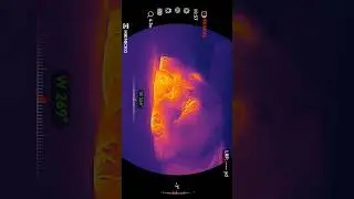 Testing my new Habrok 4k thermals on my Chow Chow 🤣