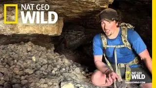 Ancient Sloth Scat | America the Wild