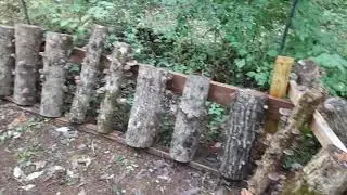 Shiitakes' About to get Real