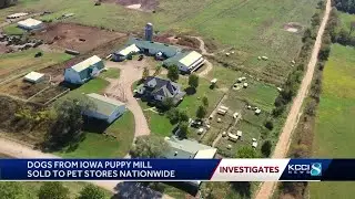 KCCI Investigates: Where puppy mill breeder sold dogs before USDA stepped in