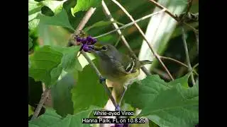Gone Birding   Birds in 2025