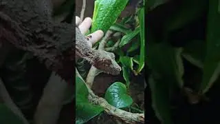 Incredible camoflauge! Leaf-Tailed Gecko! #reptiles #animals #pets #geckos #uroplatus #shorts