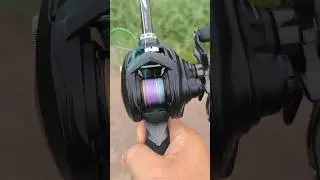 เล็กพริกขี้หนู กับ Daiwa Tatula TW 80  #fishing #shots