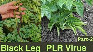 Black leg | PLRV in Potatoes | Fungal attack