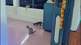 Cat lovers #petcare #lekhapaniMes Shiv Mandir Assam India 💚🙏