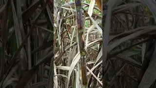 10 month sugarcane ratoon crop