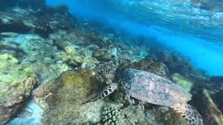 Dangerous waves Maldives turtle Мальдивы черепаха #ocean #maldives #trip #vacation #мальдивы #отпуск
