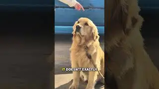 Принудительное общение: 