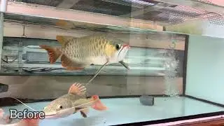 Tanning arowana | aquazonic lamp