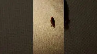 ewwww, bed bug on my pillow 😖😫