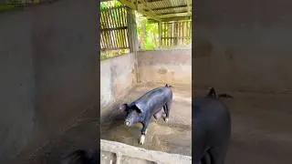 What happened??? pig Hernia #pig #pigfeed #piggery