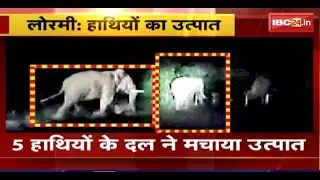 Lormi Elephant News: 5 हाथियों के दल ने लोरमी में मचाया उत्पात। 4 घरों को पहुंचाया नुकसान। देखिए..
