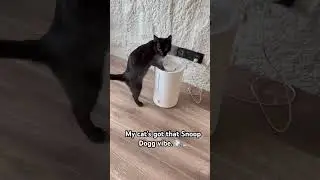 Chill like Snoop, fluff like a cloud &mdash; that&rsquo;s my cat🤣😮&zwj;💨 #cat #kitten #cute #funnycat #cats
