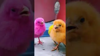 Chicks squad 🐥🐥🩷💛🧡 #colors #chicks #birds