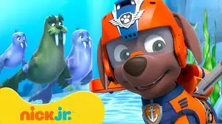 PAW Patrol Zuma&rsquo;s Water Animal Rescues & Adventures! #2 🦛 10 Minutes | Nick Jr.