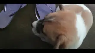 crying puppies short video/rowenas lofu