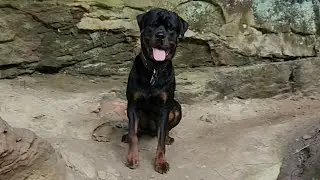 🧭Rottweiler on a wild trail🌄 #wildtrail #rottweilerlove #rottweilerlife
