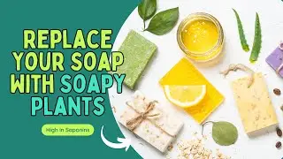 7 Plants That Can Be Used As A Soap | Soap Plants
