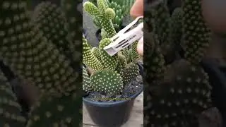 APRENDA A FAZER MUDAS DE CACTOS EM 40 SEGUNDOS! ✨ #jardimsuculenta 🌿