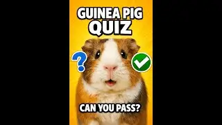 GUINEA PIG CARE IQ TEST