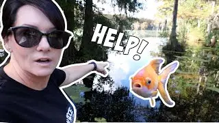 СПАСИТЕ ИХ!!! Как вылечить травмы и инфекции у рыб!