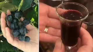 &ldquo;homemade&rdquo; concorde grape juice BETTER than the store