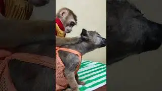 Sweet Baby Monkey Trio Adventures #animals #monkey #cute