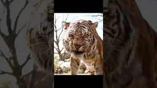 The Peace Rock Trembles 🐾🔥 Shere Khan&rsquo;s Deadly Threat | The Jungle Book (2016)