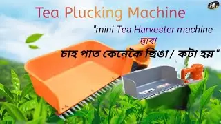 Tea plucking machine use,,,, mini tea Harvester machine ৰ দ্বাৰা চাহ পাত কেনেকৈ ছিঙা বা কটা হয়।।।।।