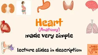 Heart | Anatomy | Cardiovascular system | Med Vids Made Simple