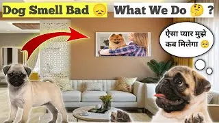 Dog Smell Bad 😞 || डॉग की Body से गंध 😮&zwj;💨 || Solution 🚨 जाने क्या करे 🤔 ?