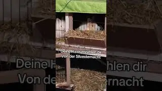 Deine Hasis erz&auml;hlen dir von der Silvesternacht #bunnies #rabbit #pets #pet #cute #rabbits #bunny