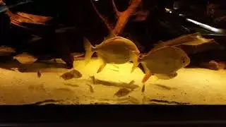Myleus schomburgkii thin bar