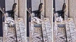 367 Collins St. Falcons🪽Baby Boy💙Joins Sisters in North Nest🐥with Mum Cheering Him On🎉2025 Oct 25
