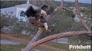 SWFL Eagle ~ Visitor Follows Harriet & Flies Over Nest! Egg Views, Bonding & Harriet Foots M 12.8.22