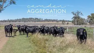 ‘Camden Aggregation’, Inner Darling Downs, Qld
