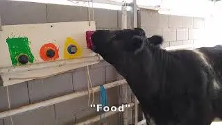 Cow talks using buttons!